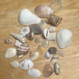 30 seashells lot